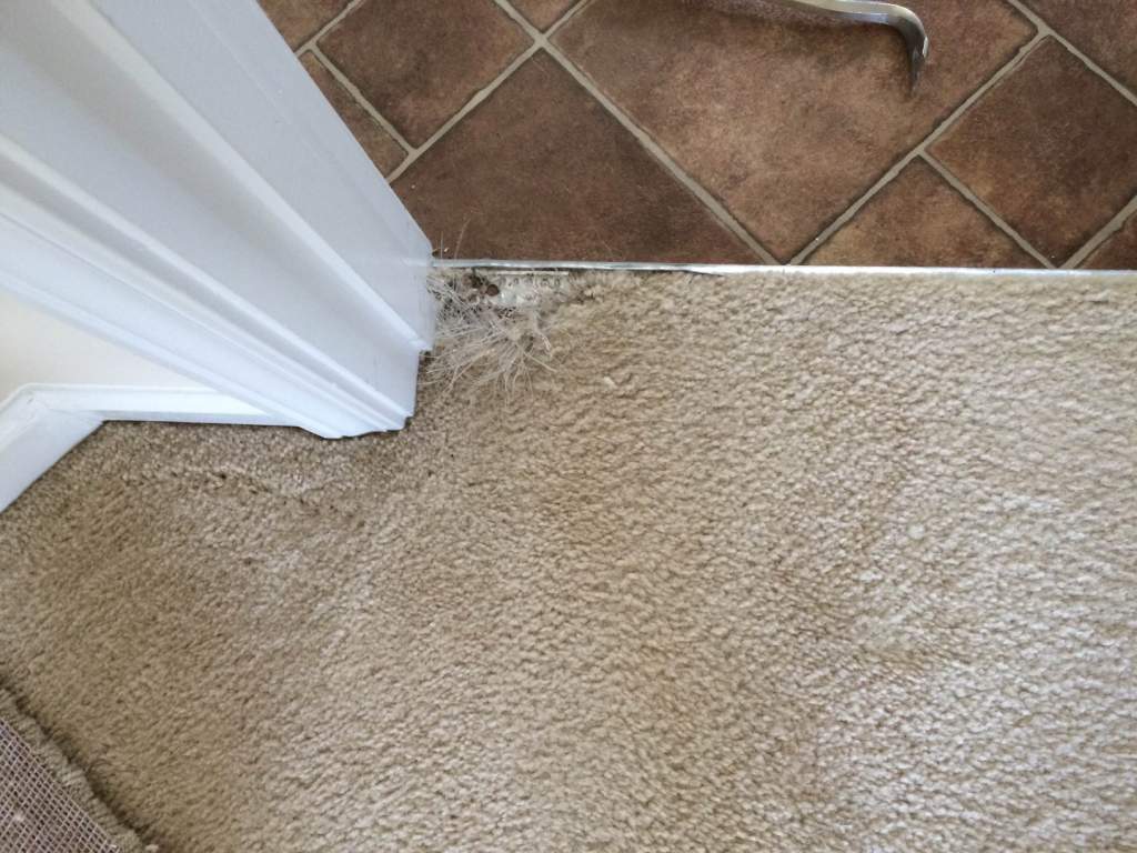 Before and After Photo Gallery Carpet Repair, Stretching, and